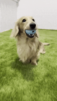 longboydashy dog ball fetch sausage dog GIF