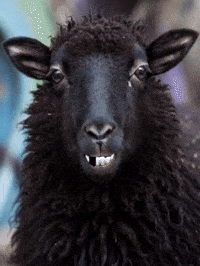Black Sheep Bubble GIF by Fugum