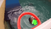 Upvote GIF by Imgur