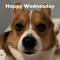 Dog Corgi GIF