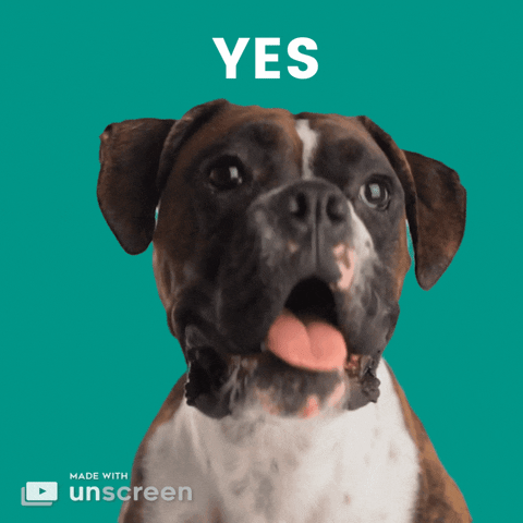 Dogs Yes GIF by Unscreen