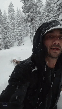 Dog Walker Leads Pack of Pups Through Several Feet of Snow in Northern California