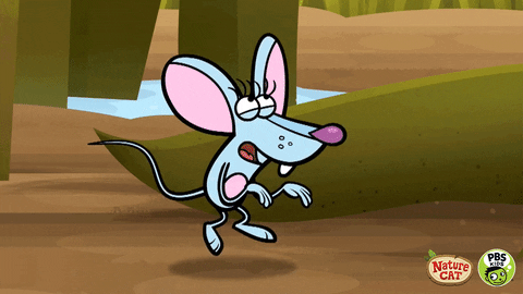 Nature Cat Mouse GIF by PBS KIDS
