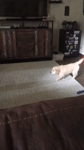 cute aww GIF