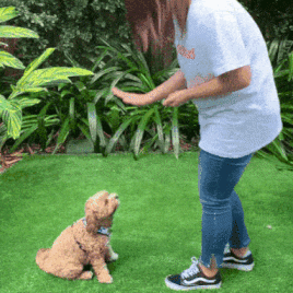 PetCloud giphyupload dog training petcloud GIF