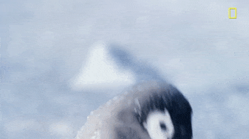 Baby Penguin penguin GIF by National Geographic Channel
