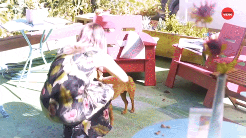 Dog GIF by BuzzFeed