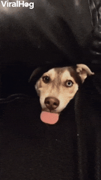 Foster Husky Puppy Stuck Inside the Couch