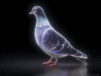 Pigeon Glow GIF by sheepfilms