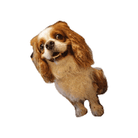 Happy Puppy Sticker