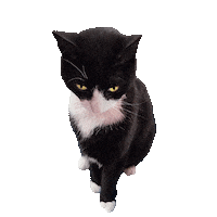 Lebooshcats Sticker