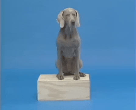 William Wegman Dog GIF by Jason Clarke
