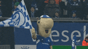 Football Soccer GIF by FC Schalke 04