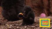 Trick Or Treat Halloween GIF by ZooATL