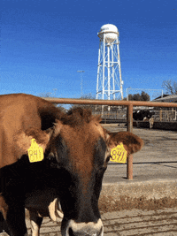 ucdavis cow ag cows aggies GIF