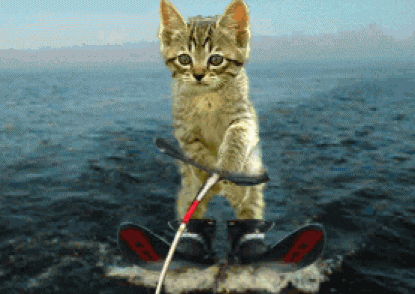 Cat Skiing GIF