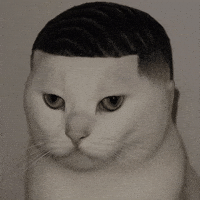 Cat GIF