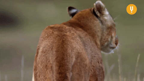 Looking Back Big Cats GIF by CuriosityStream