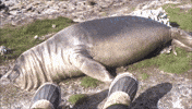 sea lion GIF