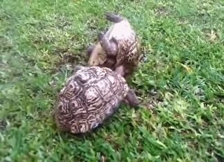 turtles GIF