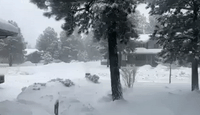 Snow Covers Flagstaff as Winter Weather Grips Northern Arizona