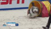 Espn Running GIF by American Kennel Club