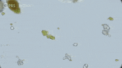 Pbs Biology GIF by WGBH Boston