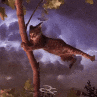 Cat Pouring GIF by Respective