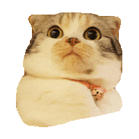 shocked kitten STICKER by imoji