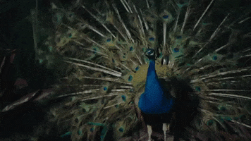 i like that GIF by Janelle Monáe