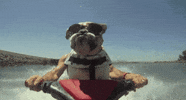 4Th Of July Party Hard GIF by The BarkPost