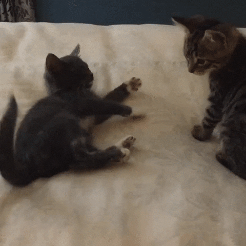 fight kitten GIF