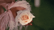 tyler the creator GIF by Kali Uchis
