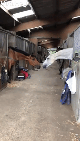 Horses Stretch Across Stable to Be Close