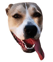 Gifsforgood Sticker by Red Beard