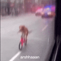 Husky Dog Cat GIF