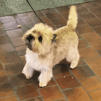 dog show GIF by Westminster Kennel Club