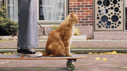 Kpnkat GIF by KPN