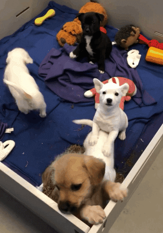 annenbergpetspace dog adoption dog ice cream wallis annenberg petspace dr jj GIF