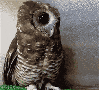 owl hoot GIF