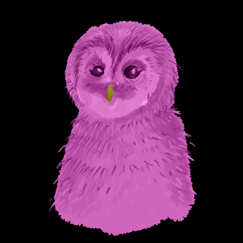 Owl GIF