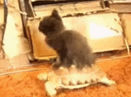 cat riding GIF