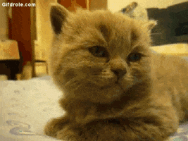 funny cat GIF