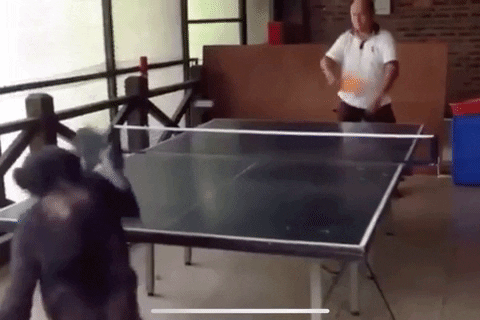 Ping Pong Chimpanzee GIF