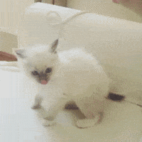 wildcat GIF