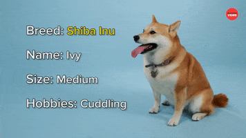 Shiba Inu Dogs GIF by BuzzFeed