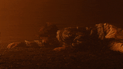 Scream Apocalypse GIF by Johnny Orlando