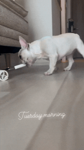 cuteanimalland giphyupload GIF