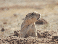 carlosmanuelvaldezcoronel squirrel sonora ardilla prairie dog GIF