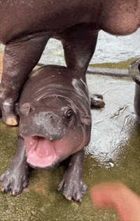 Pygmy Hippo Rage GIF